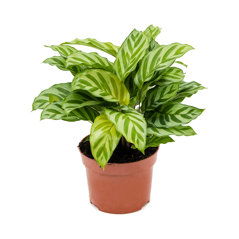 Prayer Plant | Freddie