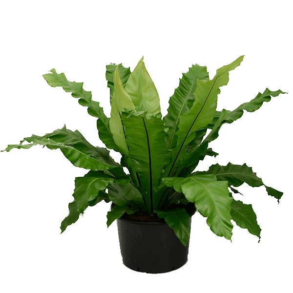 Birds Nest Fern | Nidus
