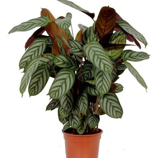 Never Never Plant | Compact Star | Houseplants & Indoor Plants On Sale