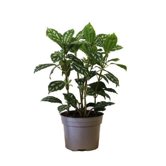 Aluminium Plant | Cadierei | Perfect Plants for Under £30