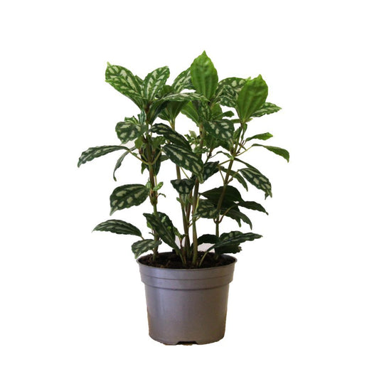 Aluminium Plant | Cadierei | Potted Houseplants