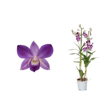 Singapore Orchid | Various Colours