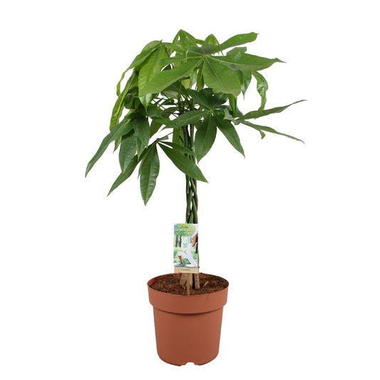 Plaited Money Tree | Air Purifying Plants