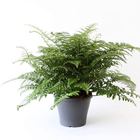 Mother Fern | Asplenium Parvati | Perfect Plants for Under £50