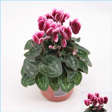 Cyclamen | Picola Shine