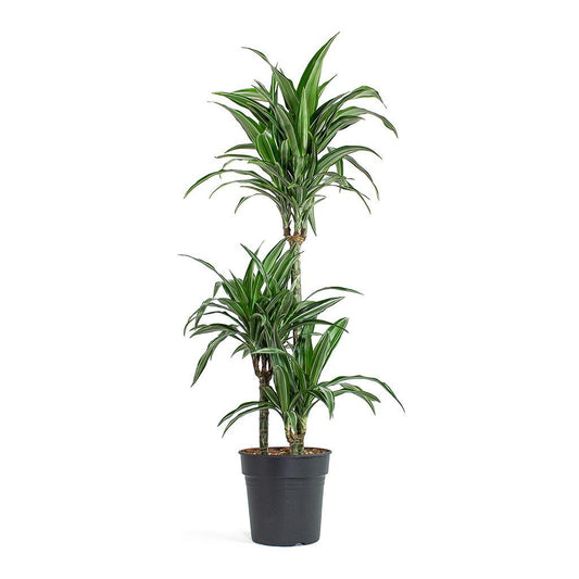 Palm | Ulises | Variegated Plants