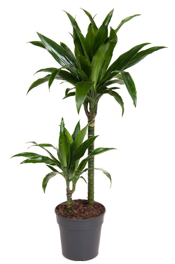 Palm | Janet Craig