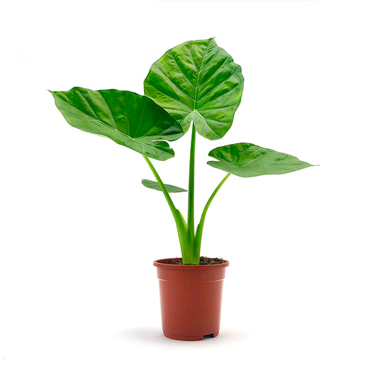 Elephant Ear | Giant Taro | Potted Houseplants