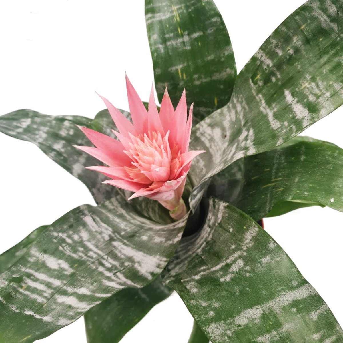 Urn Plant | Primera
