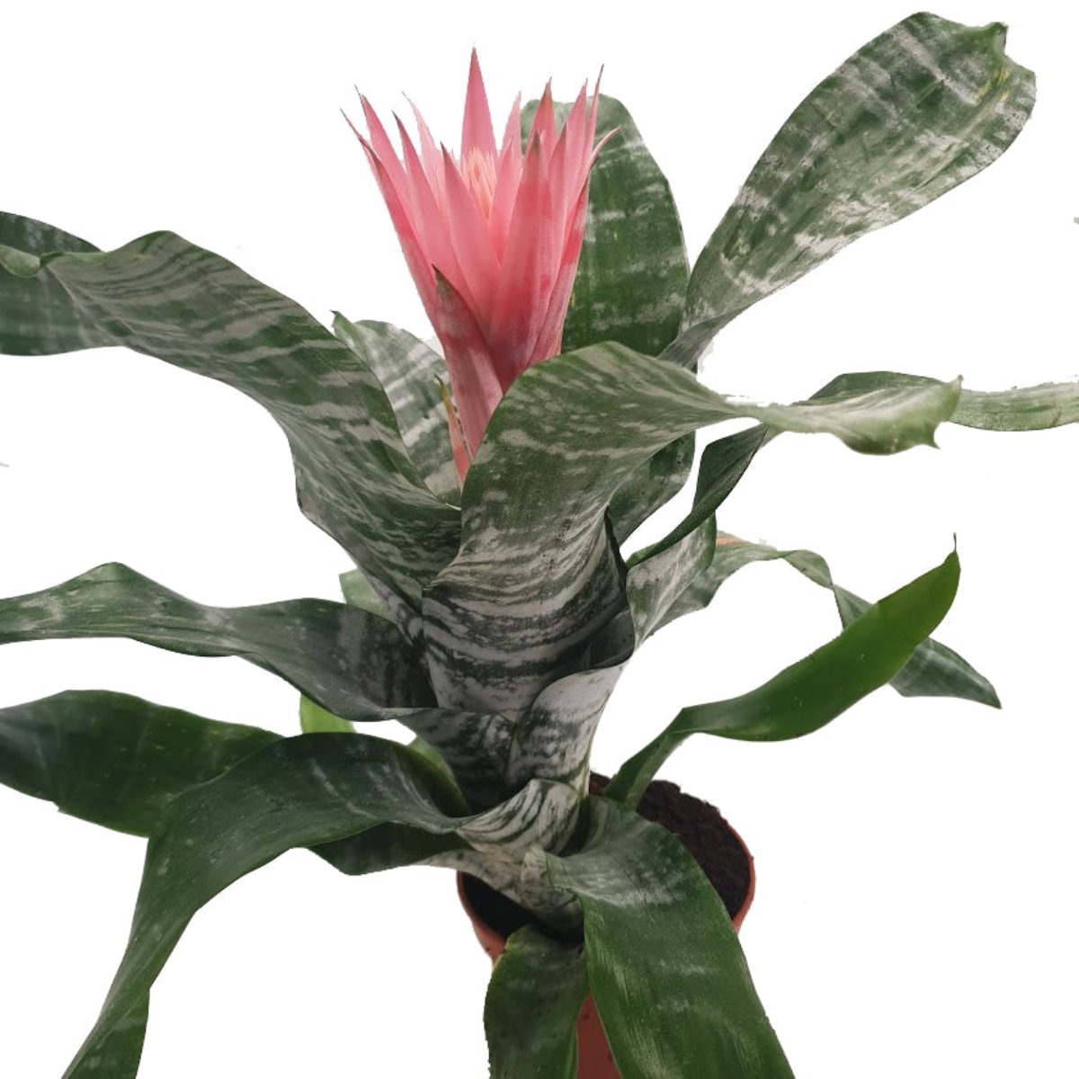 Urn Plant | Primera
