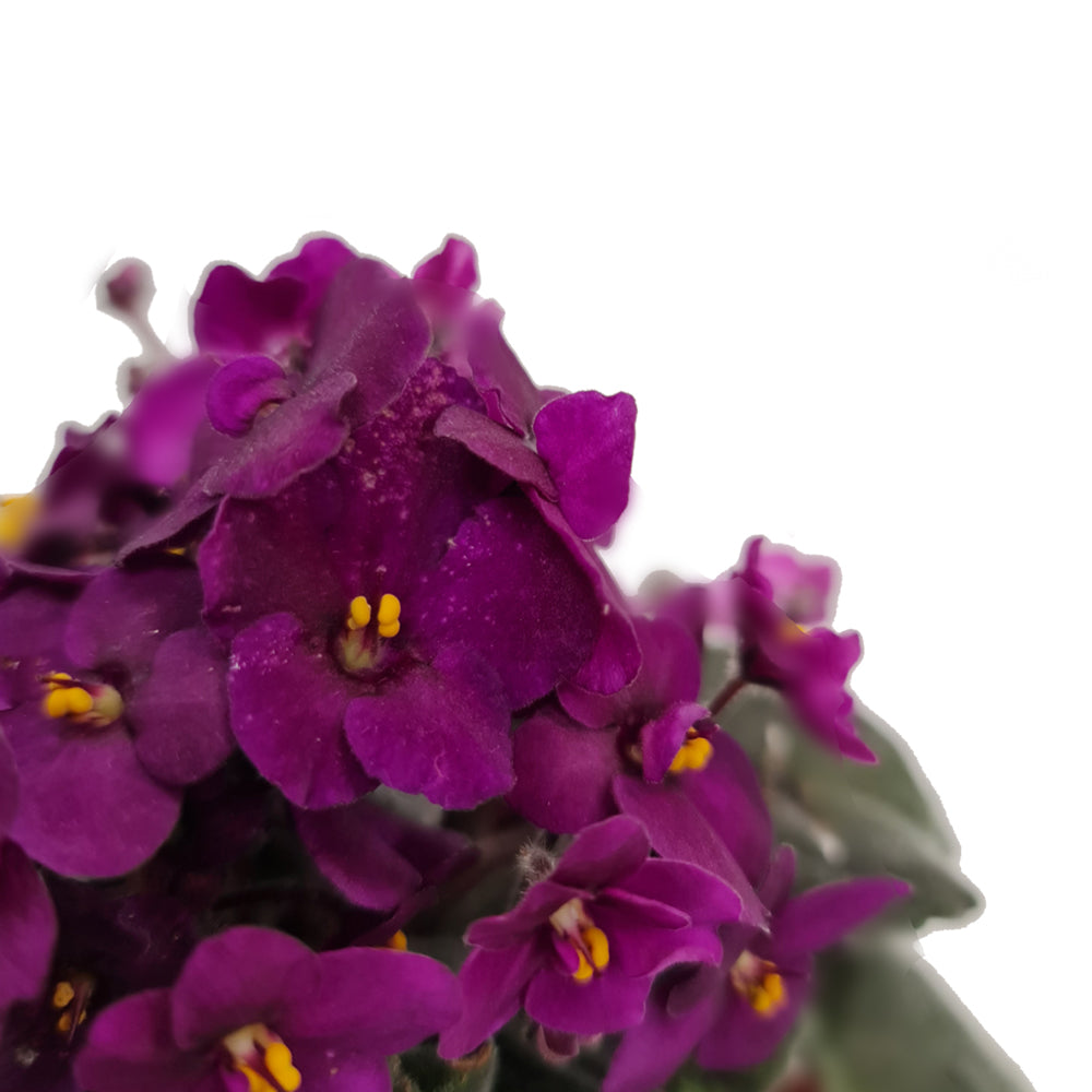 African Violet | Maroon