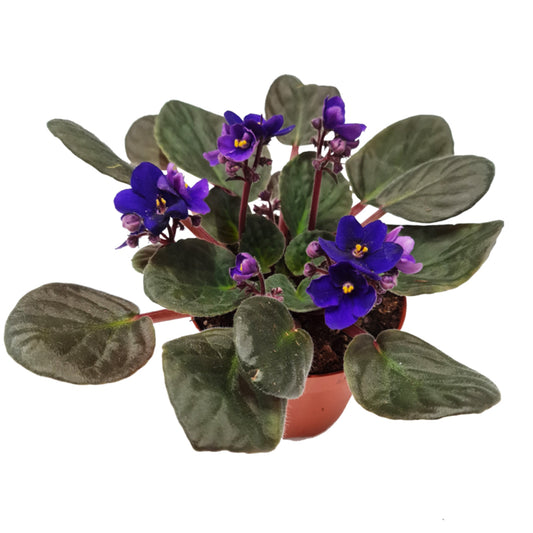 African Violet | Purple | Potted Houseplants