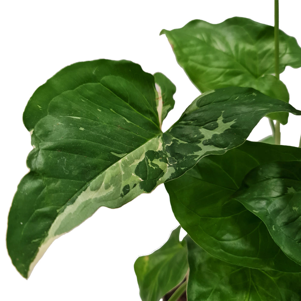 Arrowhead Vine | Albo | Rare Plant