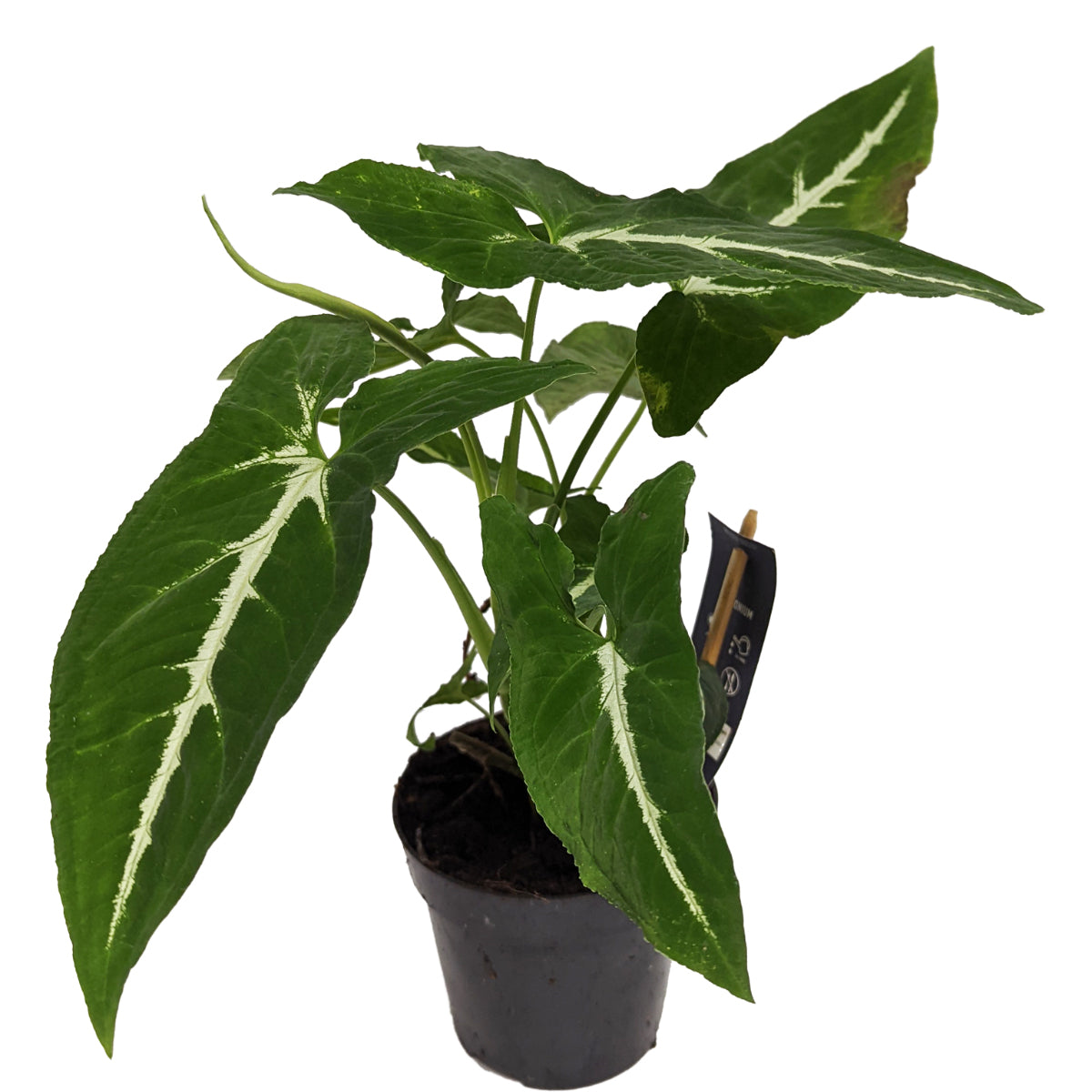 Arrowhead Plant | Wendlandii