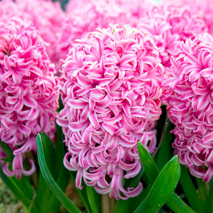 Scented Hyacinths | Pink Pearl