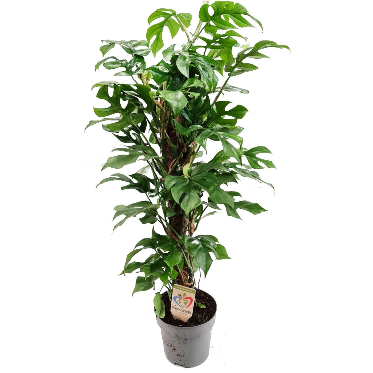 Mini-Monstera | Baby Swiss Cheese