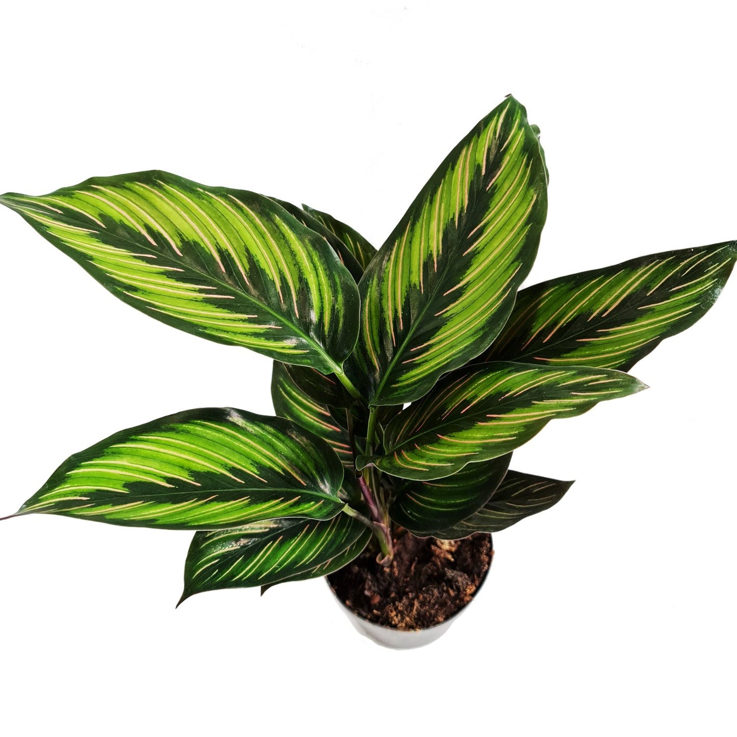 Prayer Plant | Beauty Star
