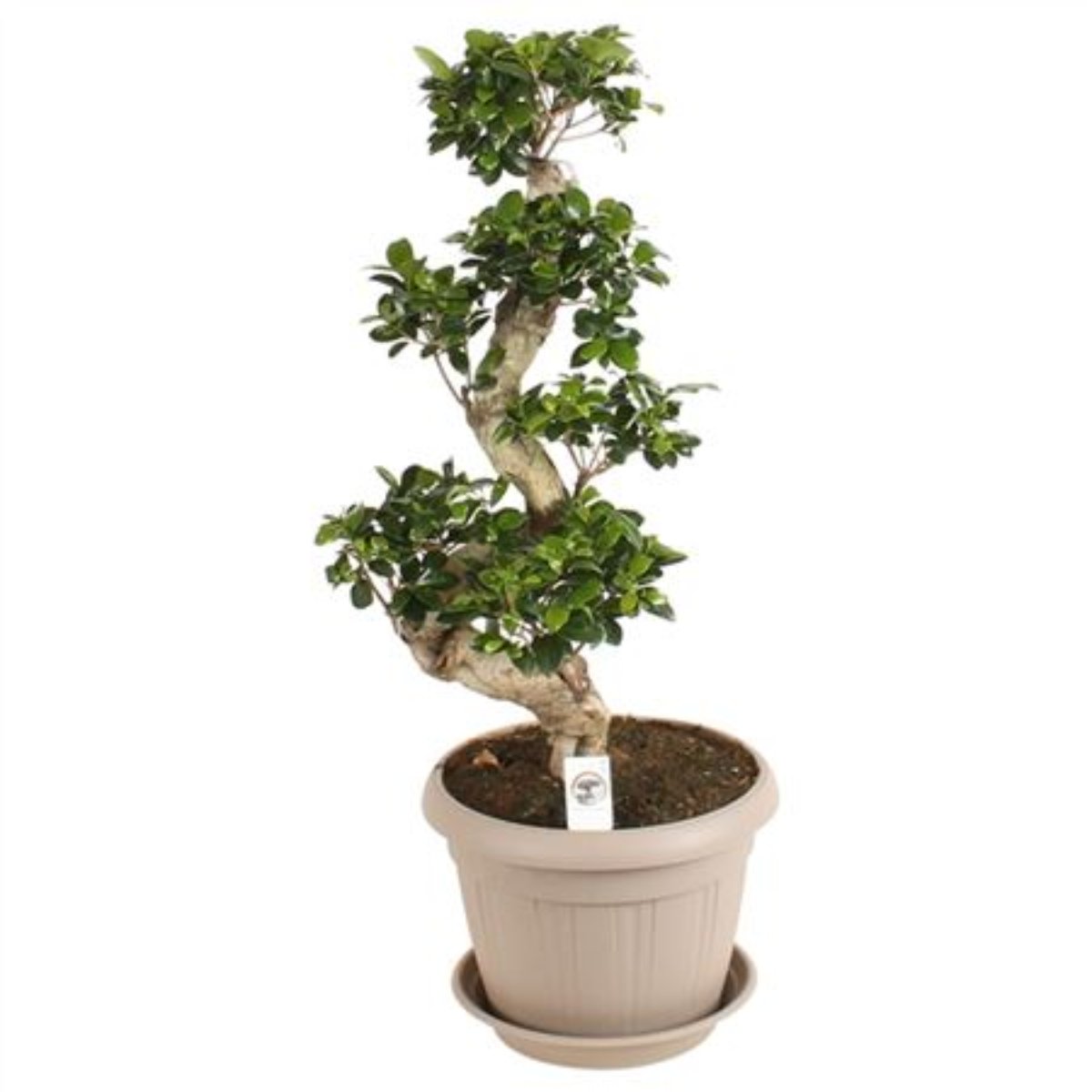 Pot Belly Fig | Ginseng