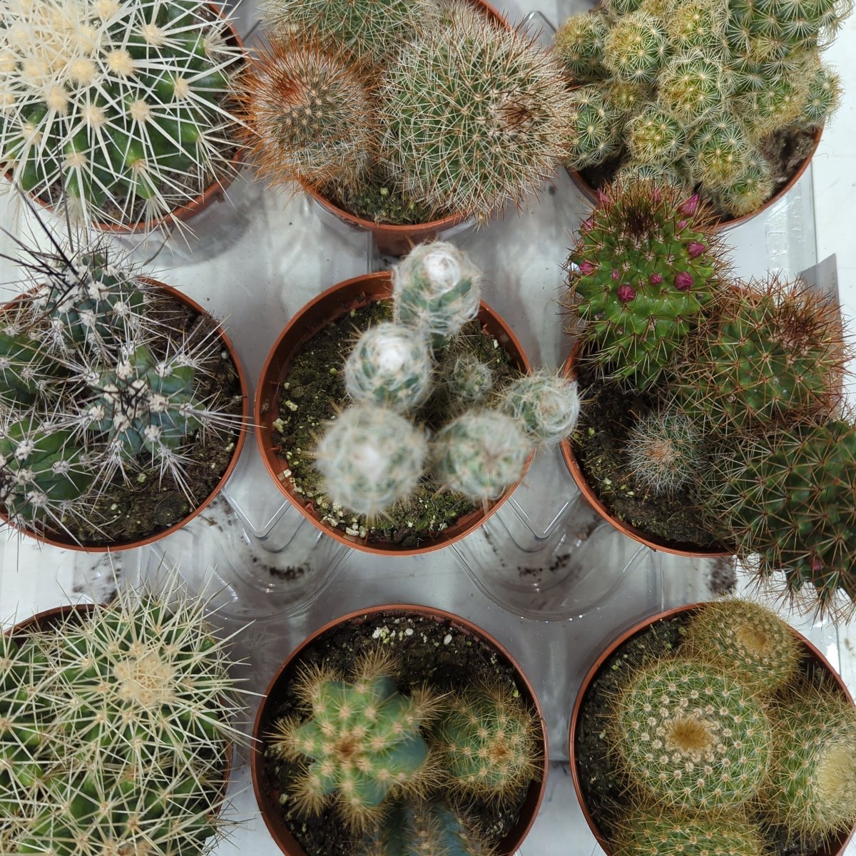 Cacti | Mystery Box