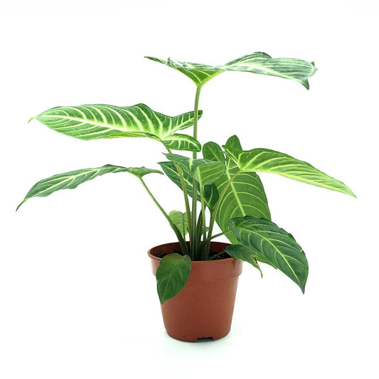 Caladium | Lindenii | Hard To Find | Potted Houseplants