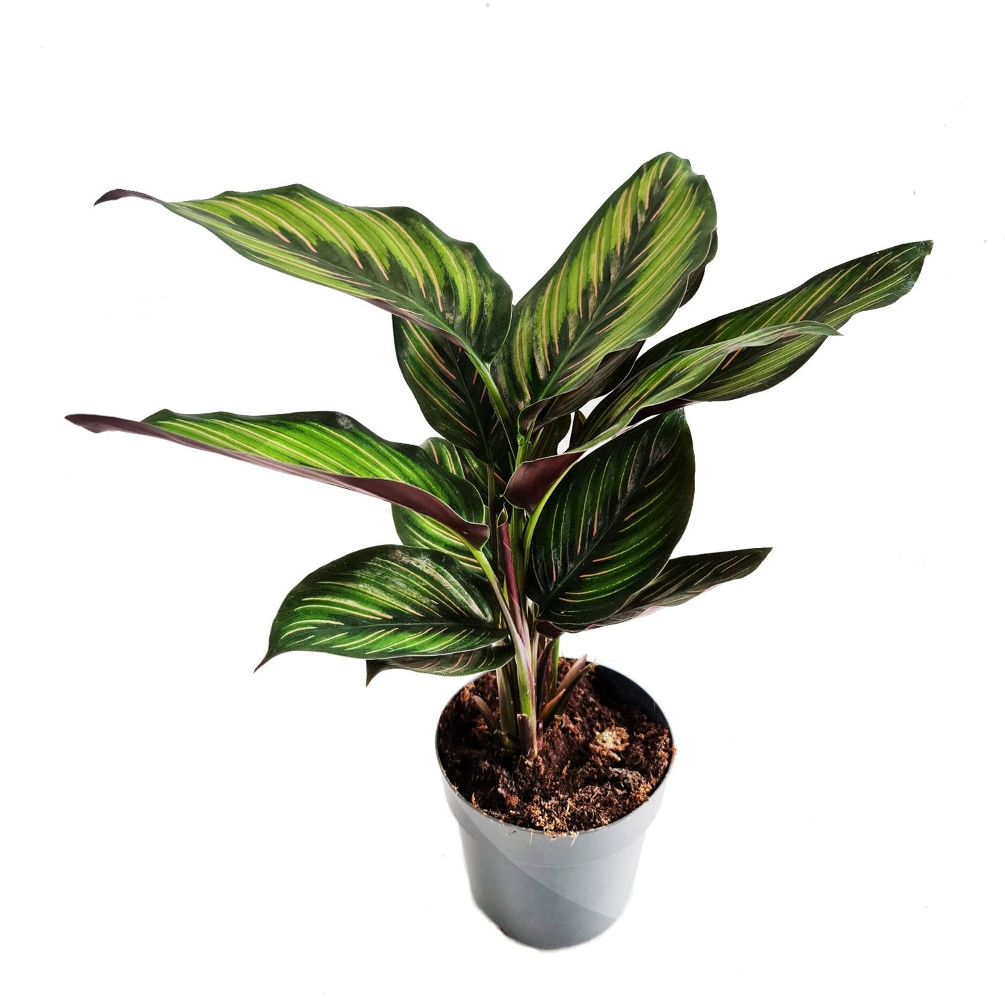 Prayer Plant | Beauty Star
