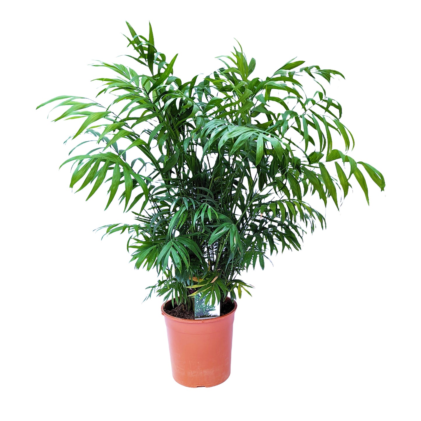 Parlour Palm