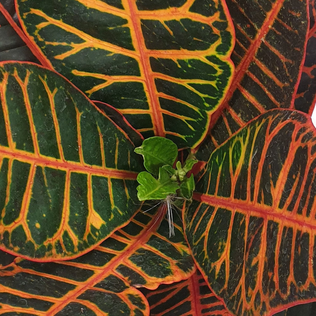 Croton | Petra