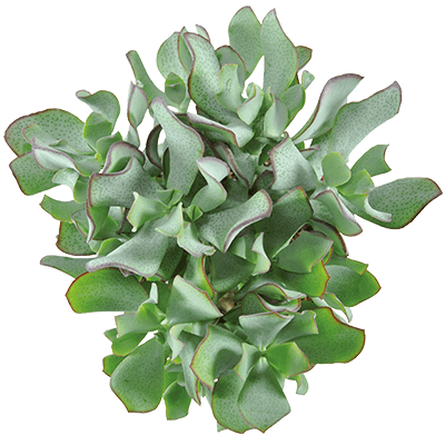 Curly Silver Dollar Plant | Indoor Succulent Plants