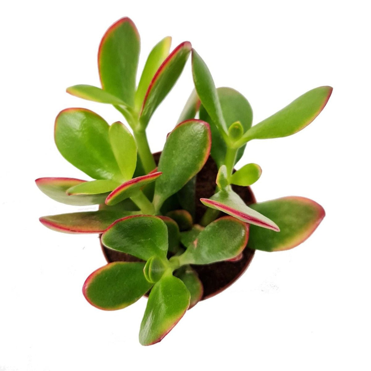 Money Plant | Sunset