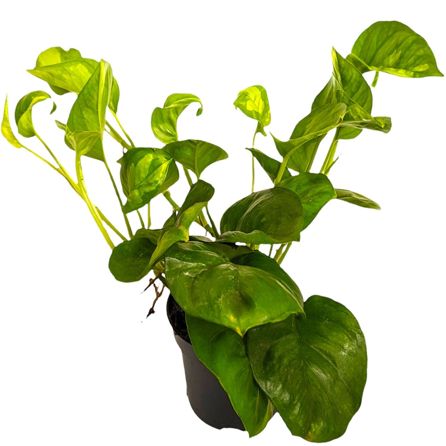 Devil's Ivy | Global Green