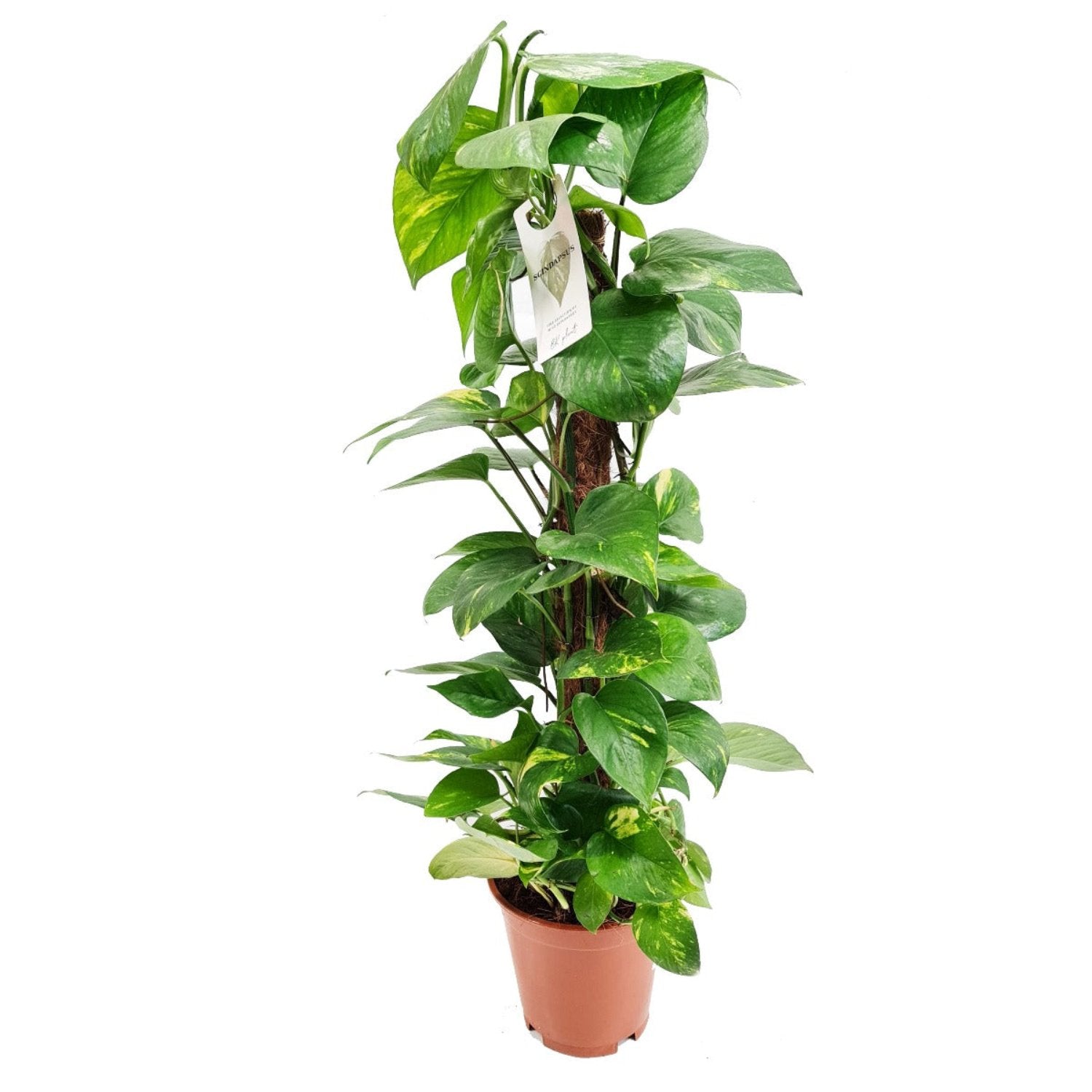 Devil's Ivy | Golden Pothos