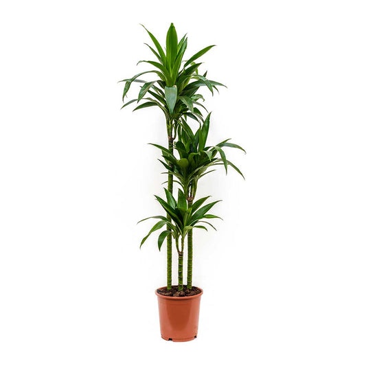 Palm | Janet Craig | Shade Loving Plants