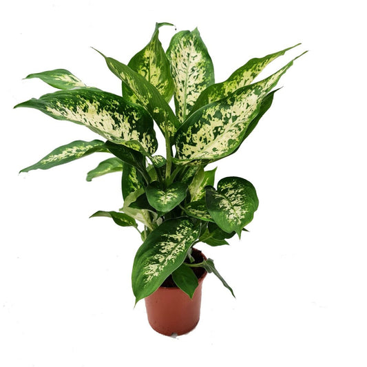 Dumb Cane | Compacta | Potted Houseplants