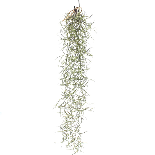 Spanish Moss | Air Purifying Plants