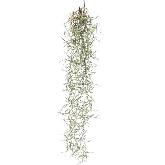 Spanish Moss | Potted Houseplants