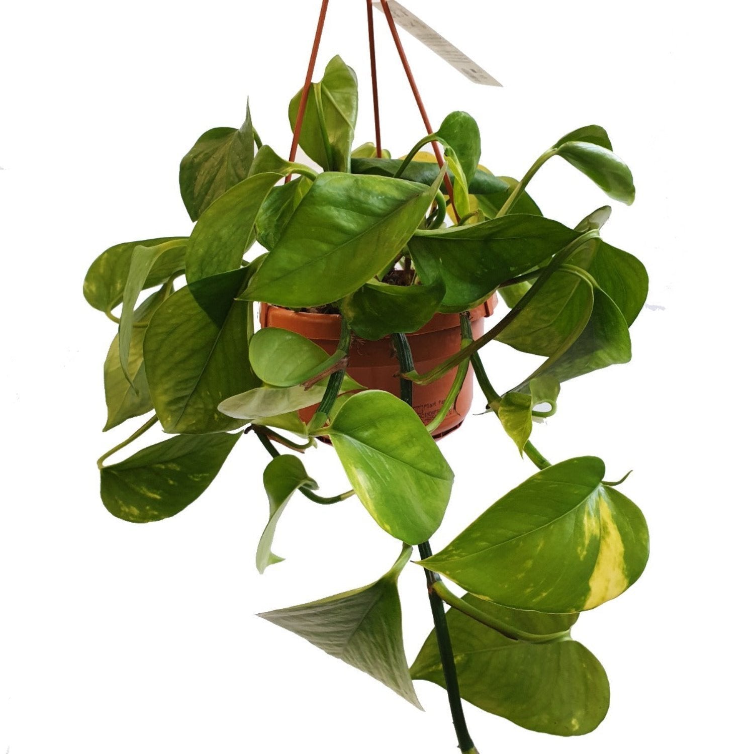 Devil's Ivy | Golden Pothos