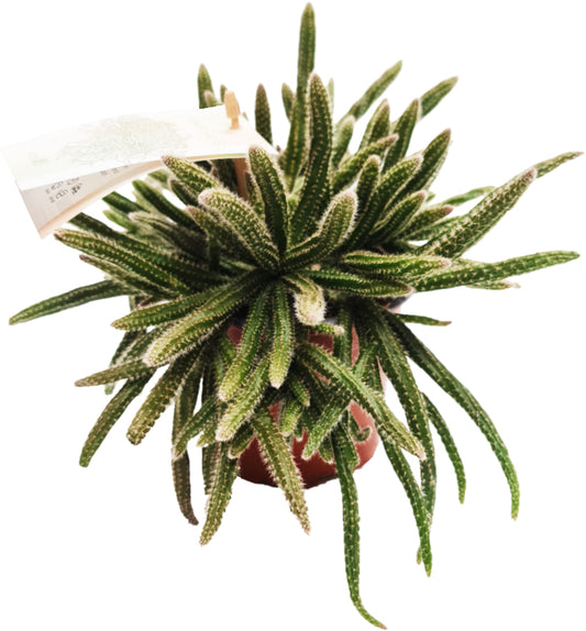 Mousetail Cactus | Horrida | Small Plants & Tot Pots