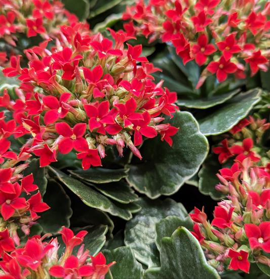 Kalanchoe | Aurora Variegata | Potted Houseplants