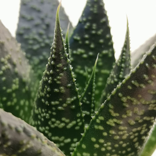 Zebra Cactus | Rafiki | Potted Houseplants