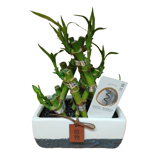 Lucky Bamboo | Potted Houseplants