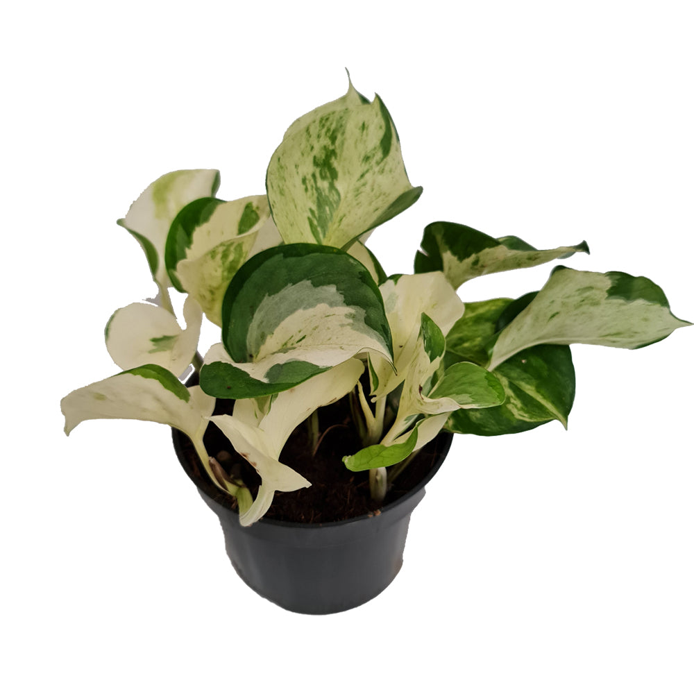 Pothos | Manjula