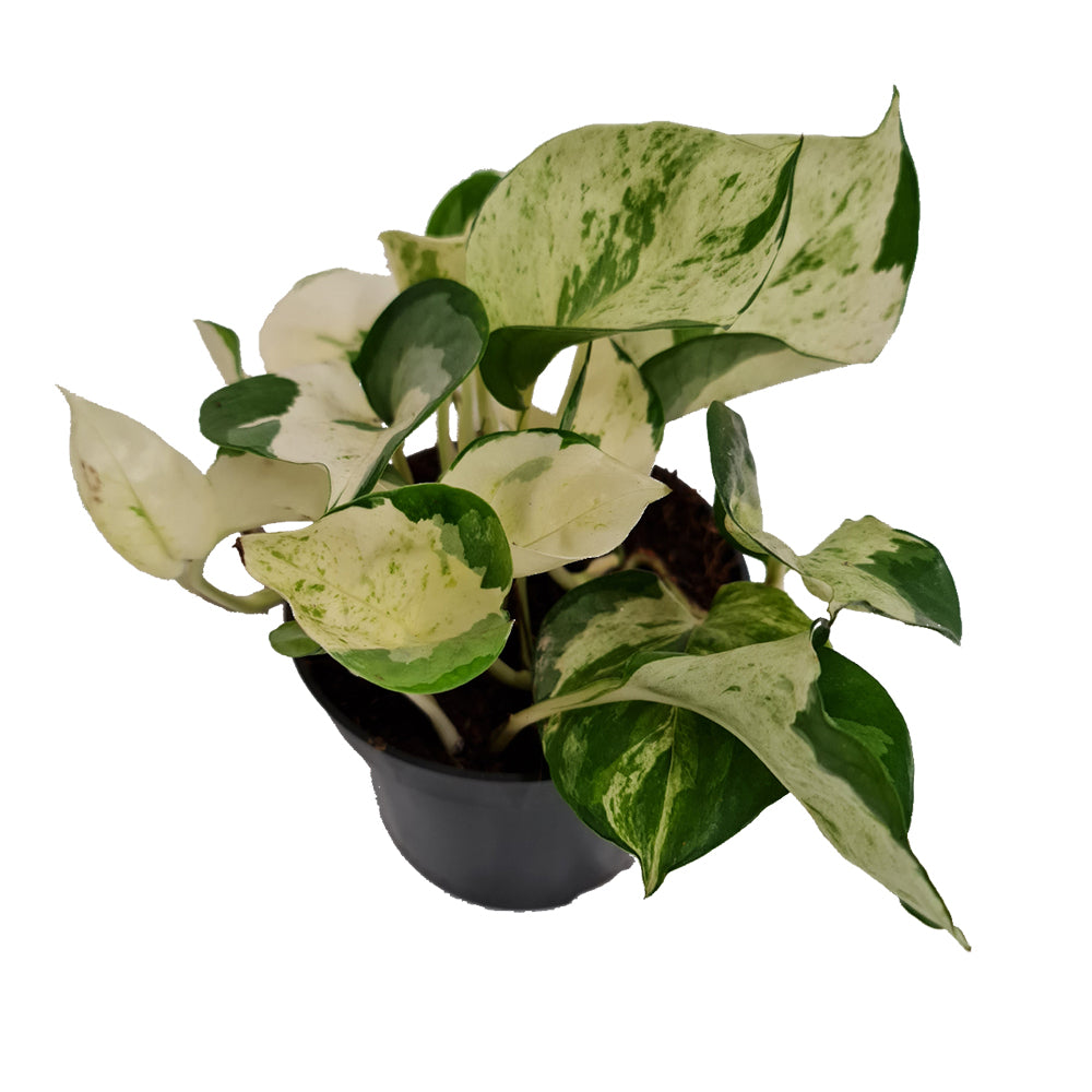 Pothos | Manjula