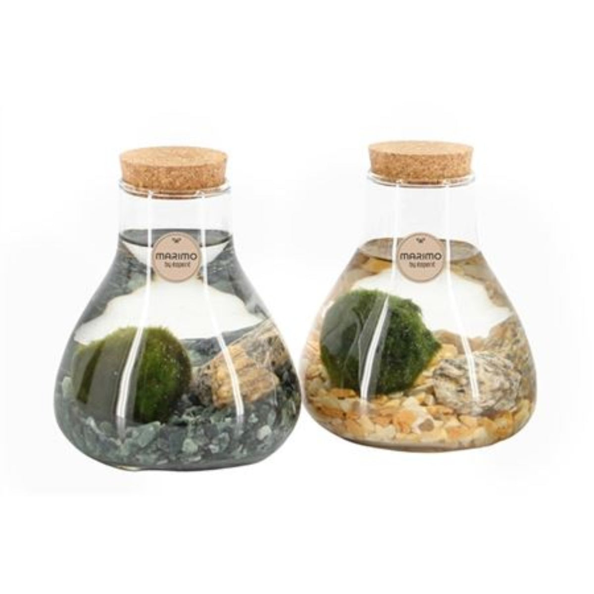 Marimo | Moss Ball | Rare Plant