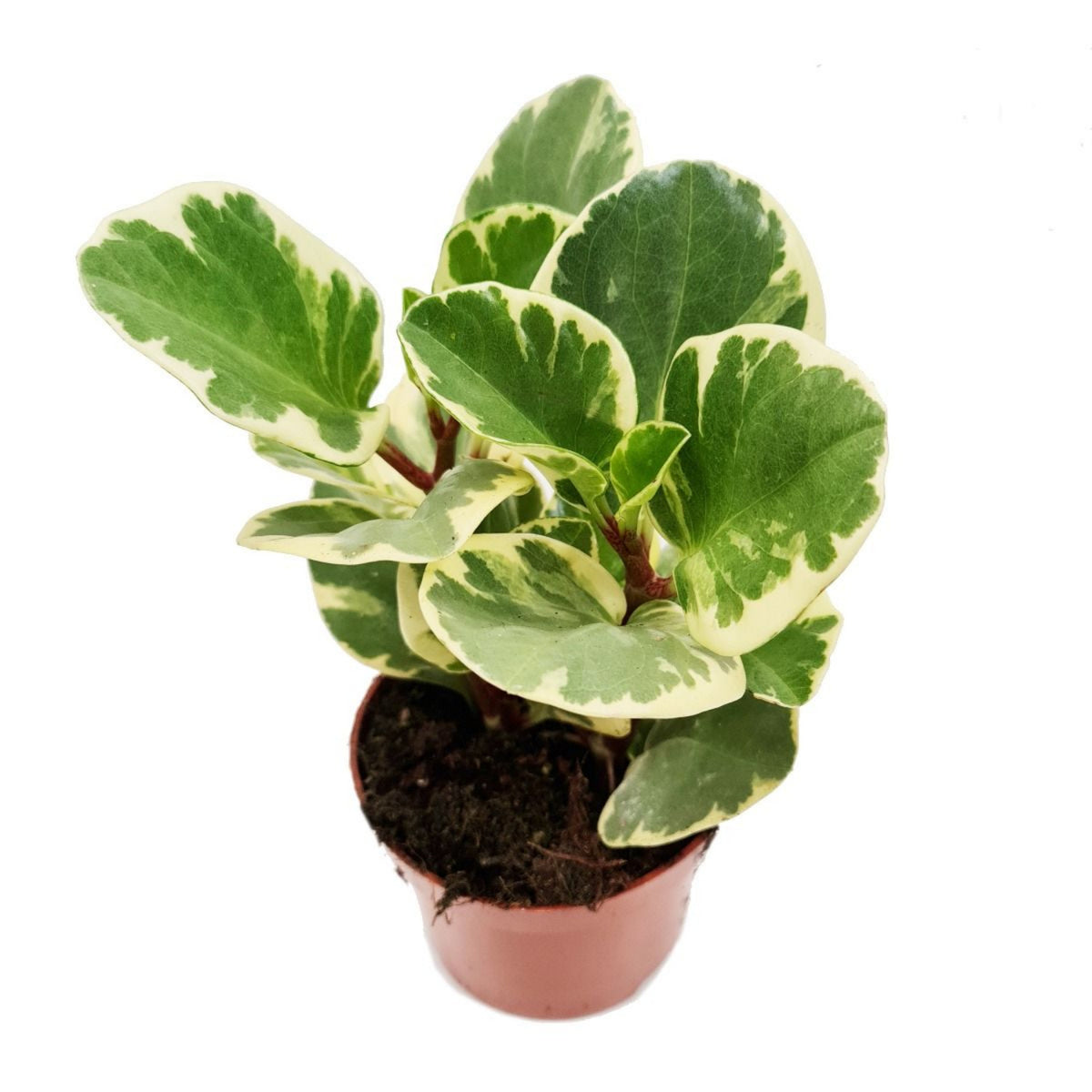 Baby Rubber Plant | Variegated