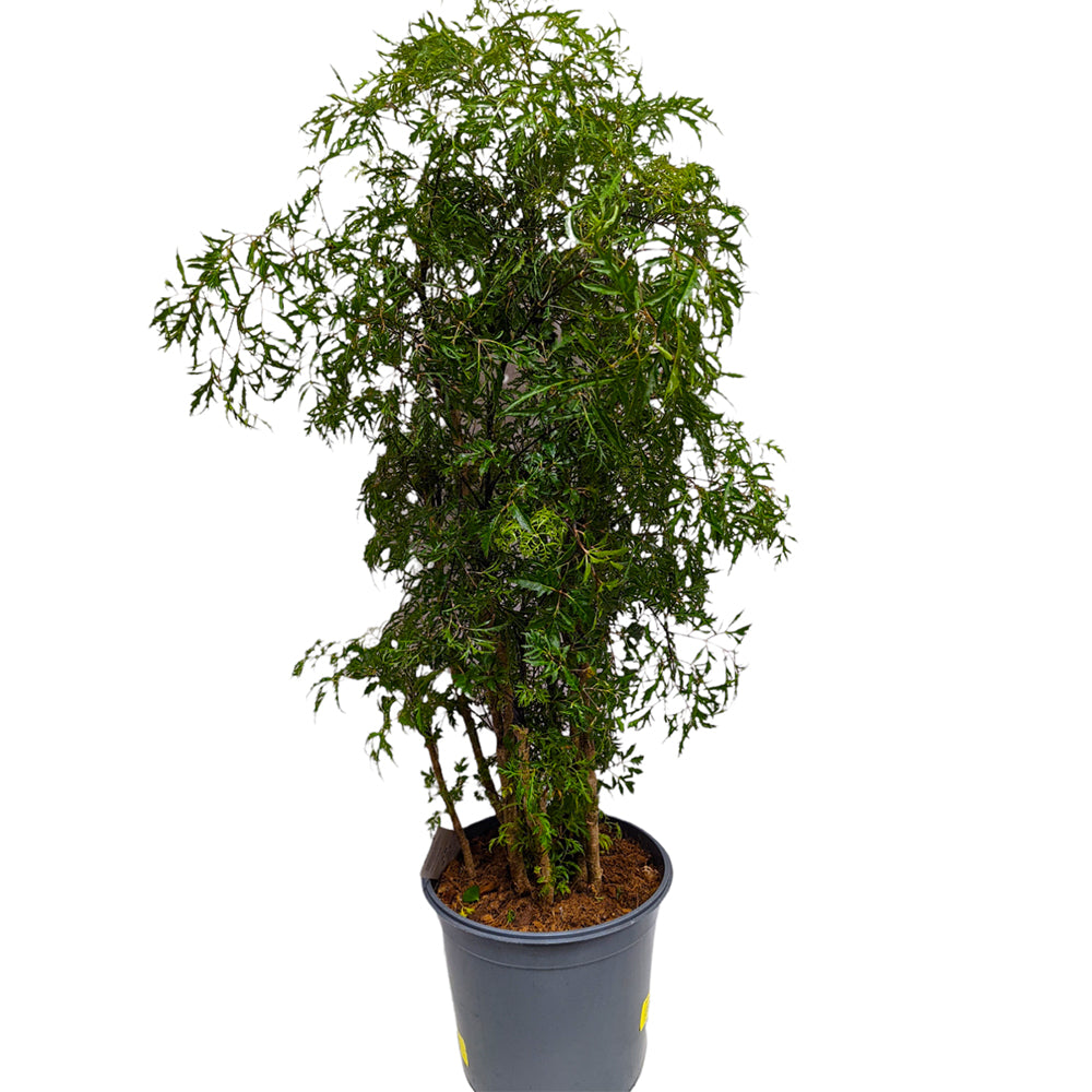 Ming Aralia