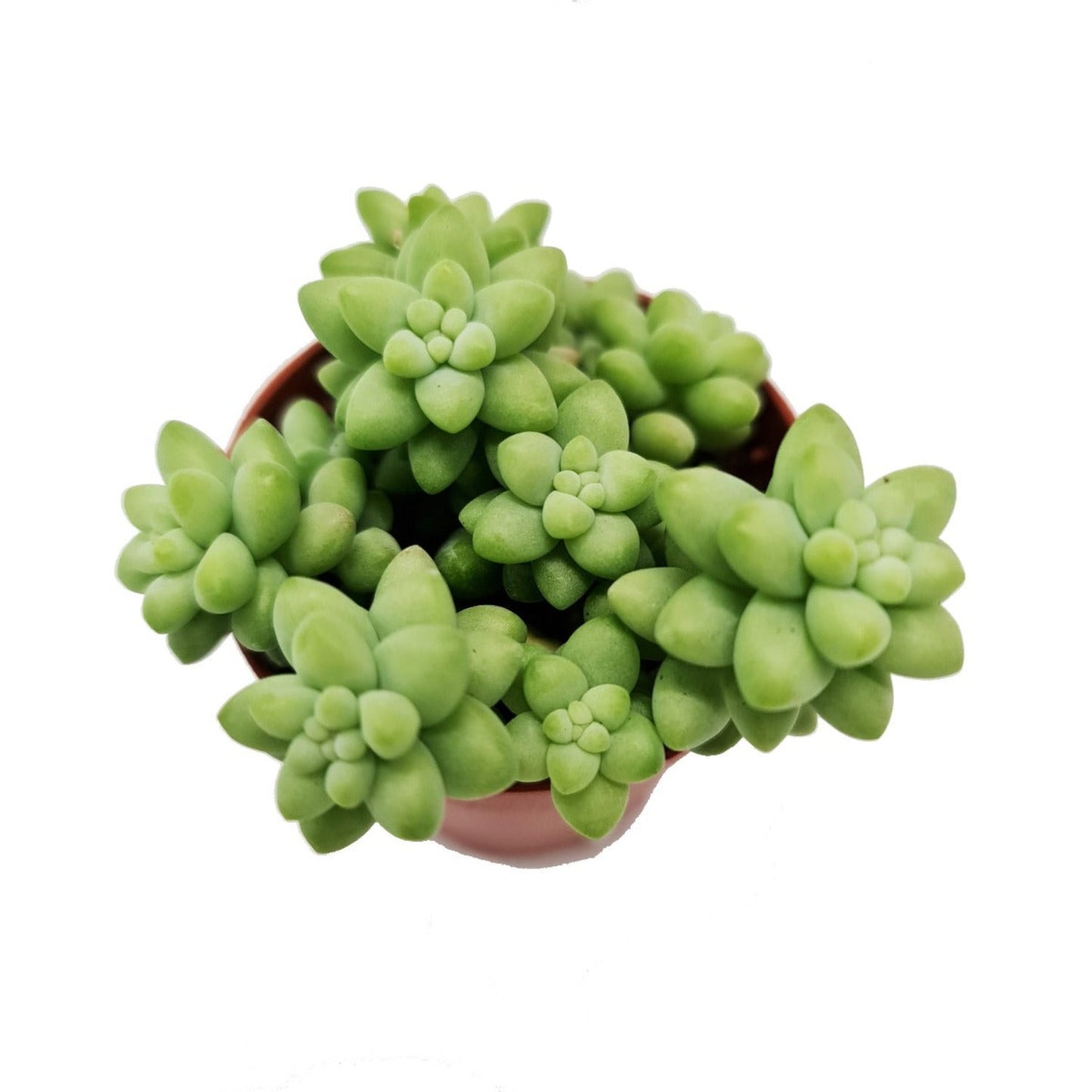 Donkey's Tail | Burrito