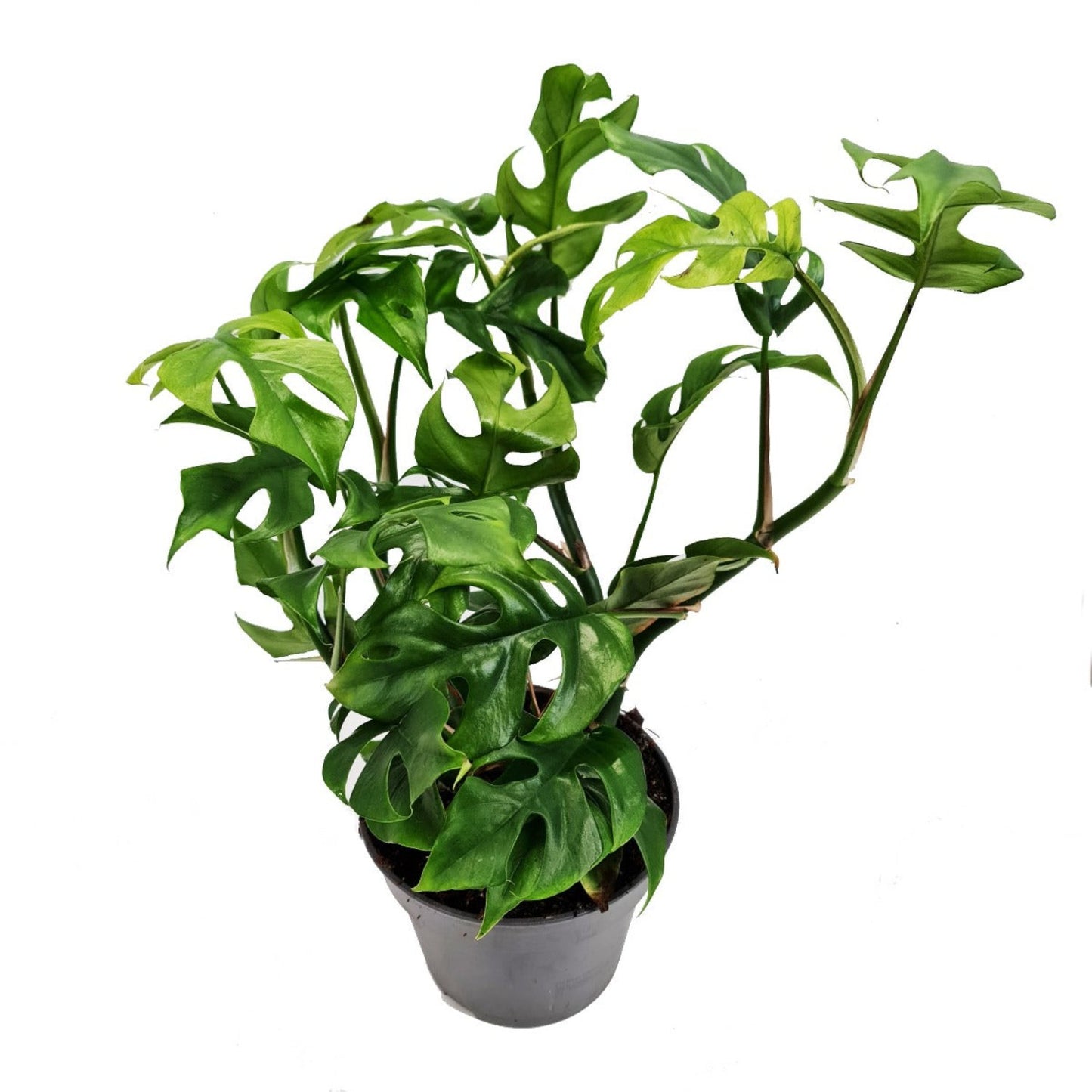 Mini-Monstera | Baby Swiss Cheese