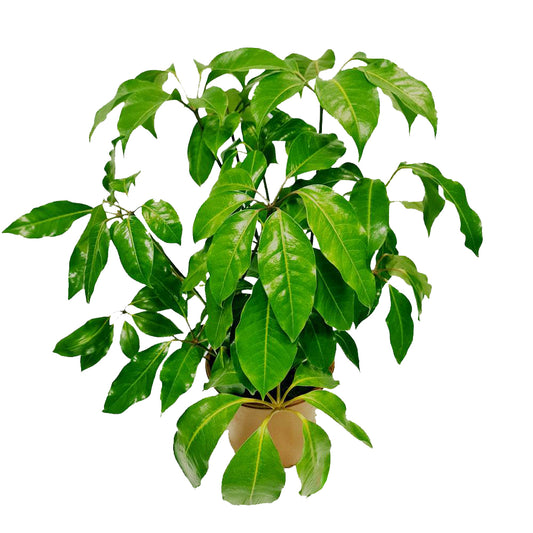 Octopus Tree | Potted Houseplants