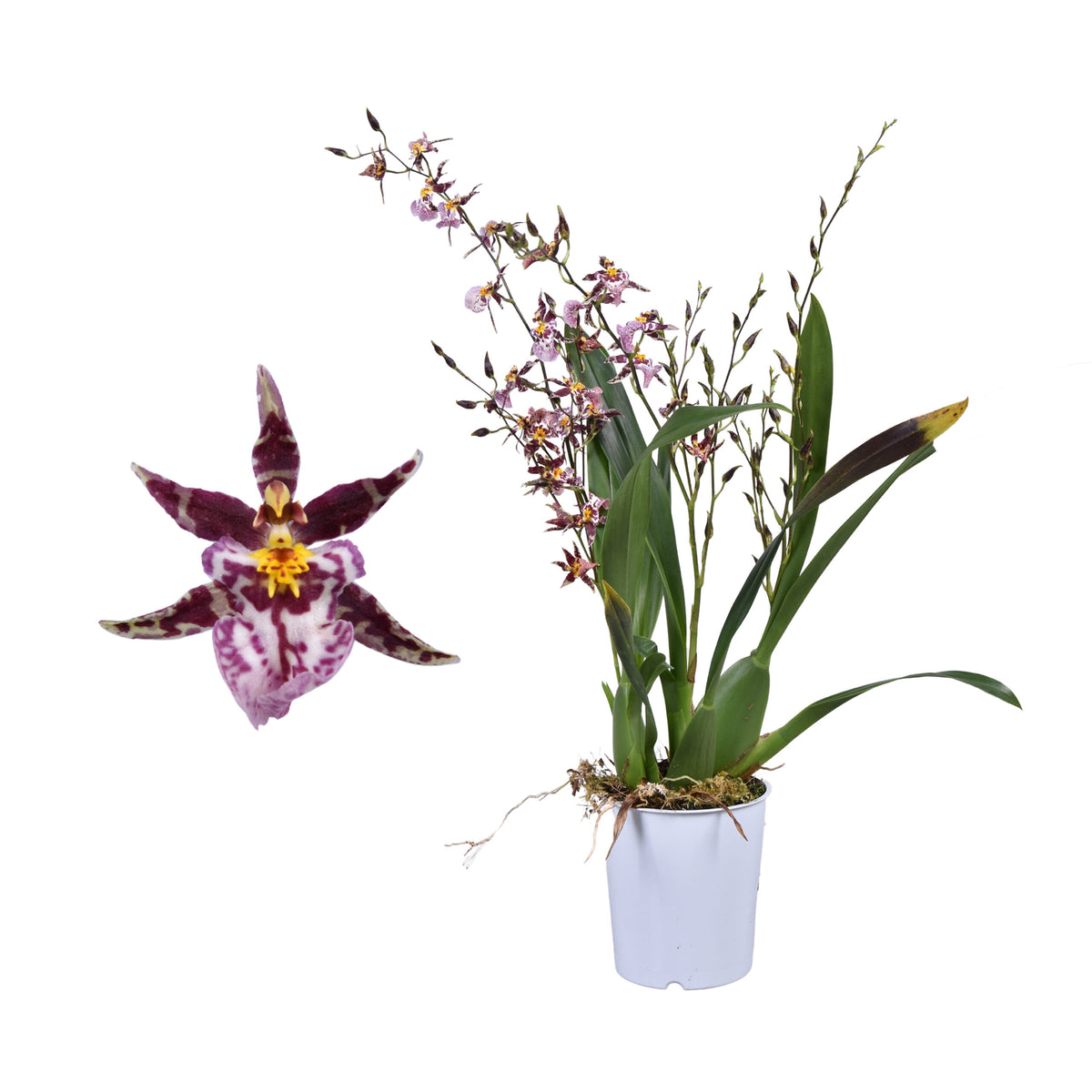 Butterfly Orchid | Titanium Surprise