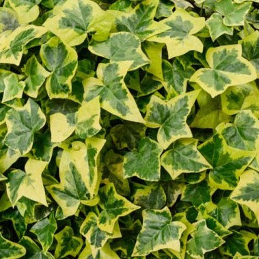 Ivy | Goldchild